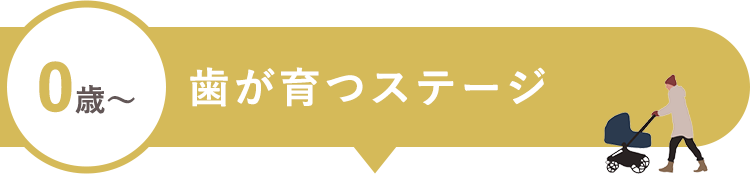 0歳~歯が育つステージ